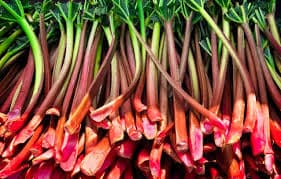 الراوند | فوائد عشبه الراوند Rhubarb