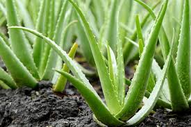 انواع الالوفيرا فوائد صبارالالوفيرا بلاحدود Aloe vera