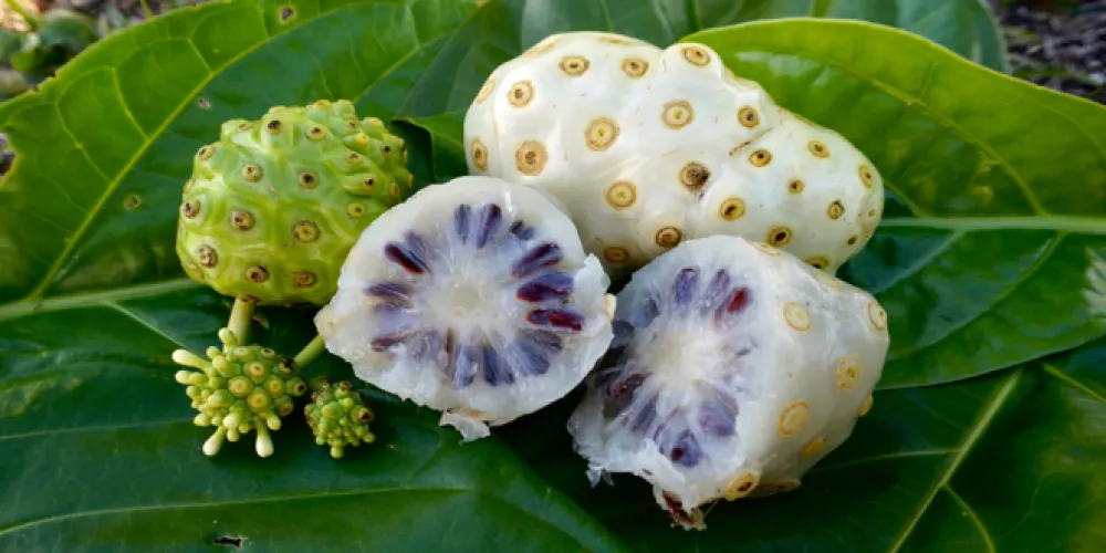 فاكهة النوني | النوني الأمازون