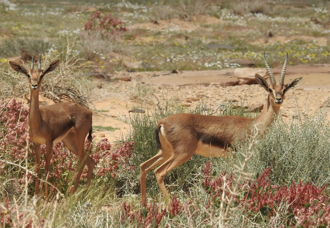 Sharaan Nature Reserve AlUla محميه شرعان الطبيعيه العلا